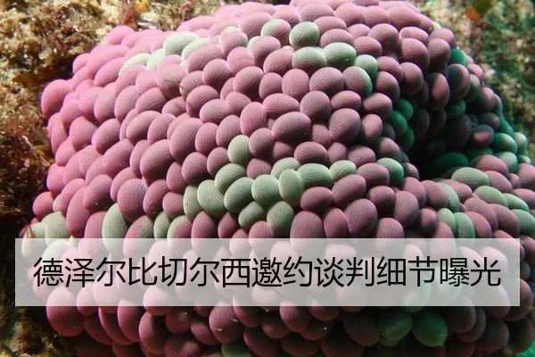 德泽尔比切尔西邀约谈判细节曝光